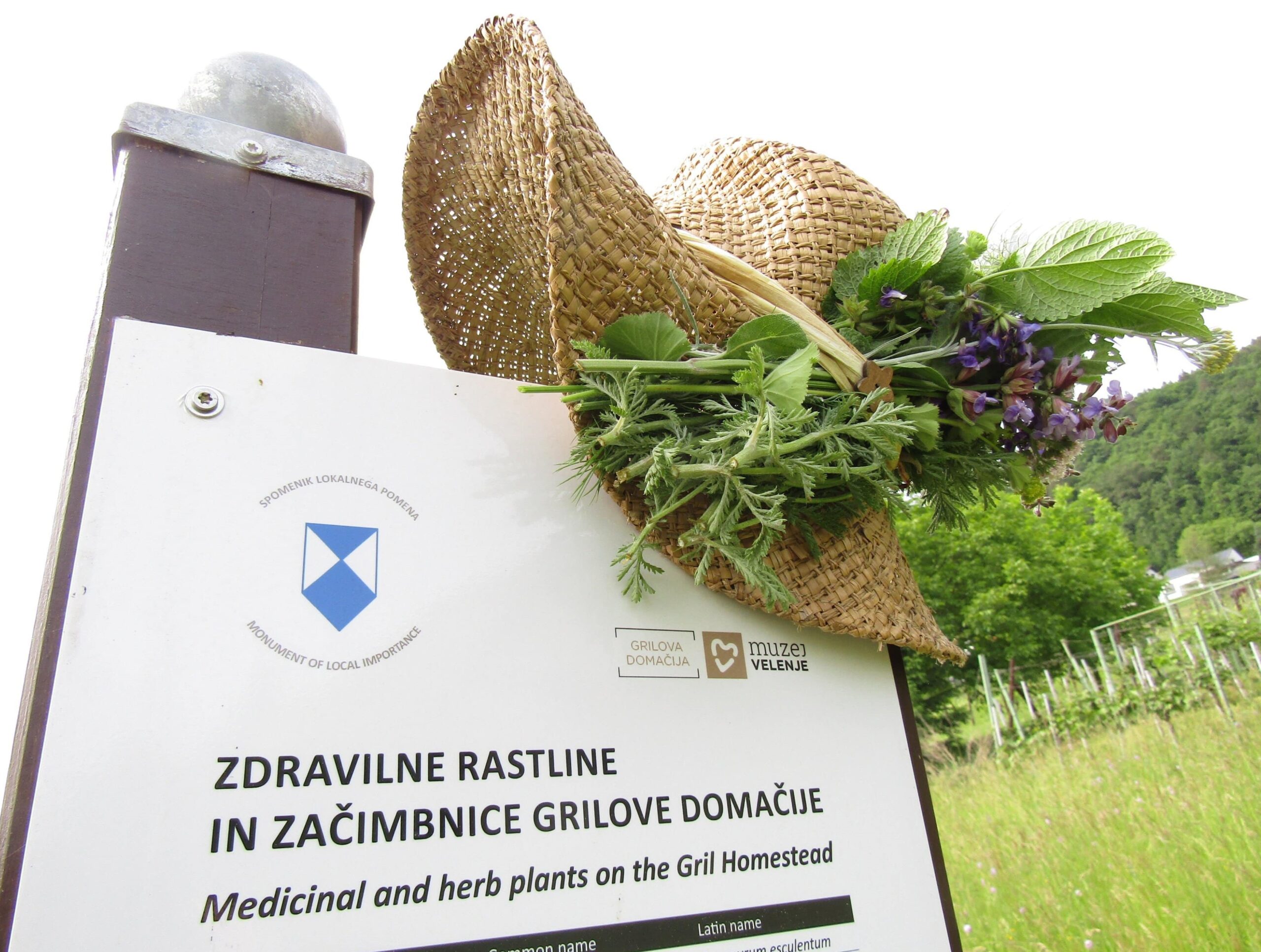 Zdravilne rastline in začimbnice v Šaleški dolini