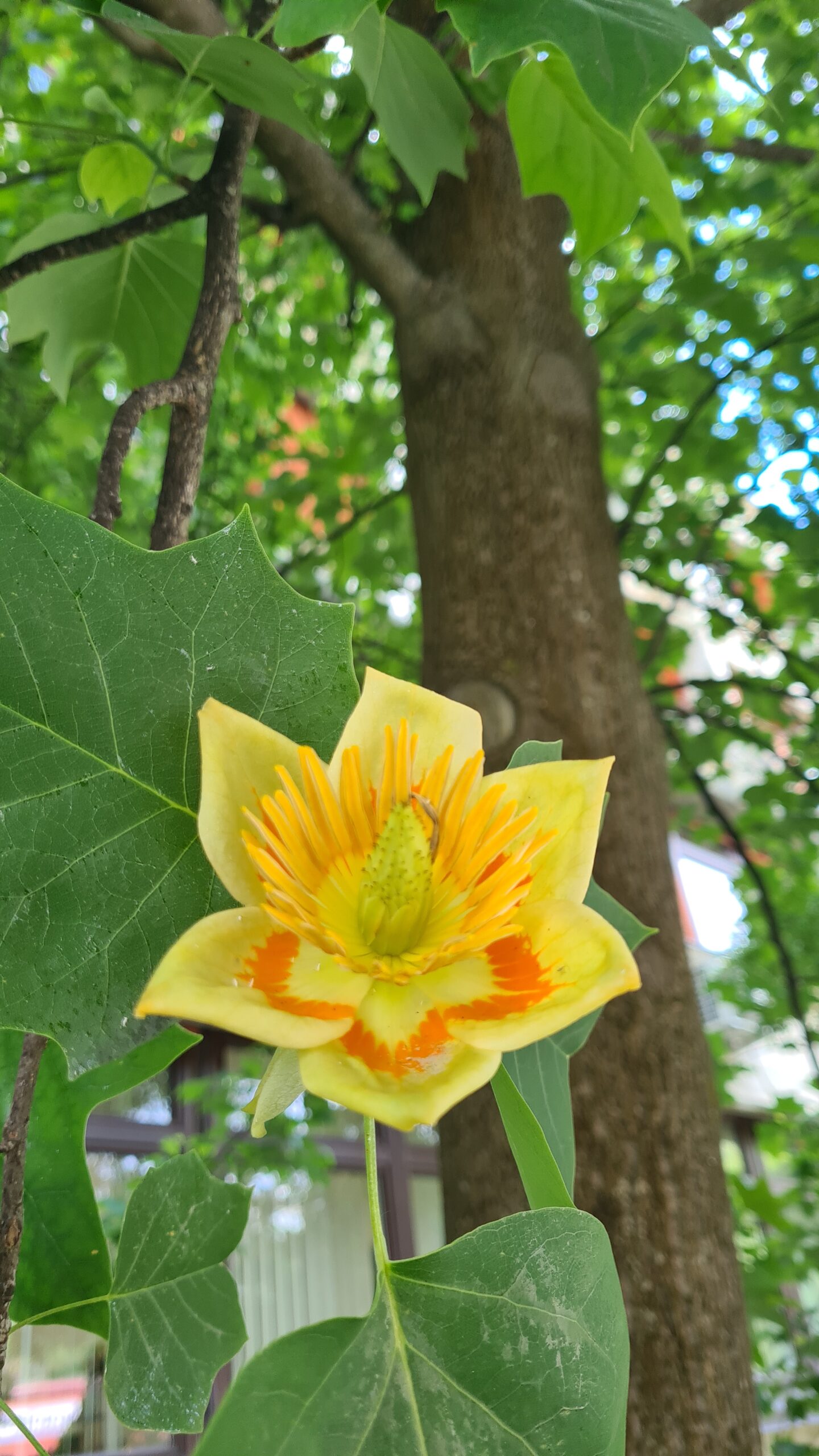 Spoznaj svoje mestne sosede – drevesa Velenja