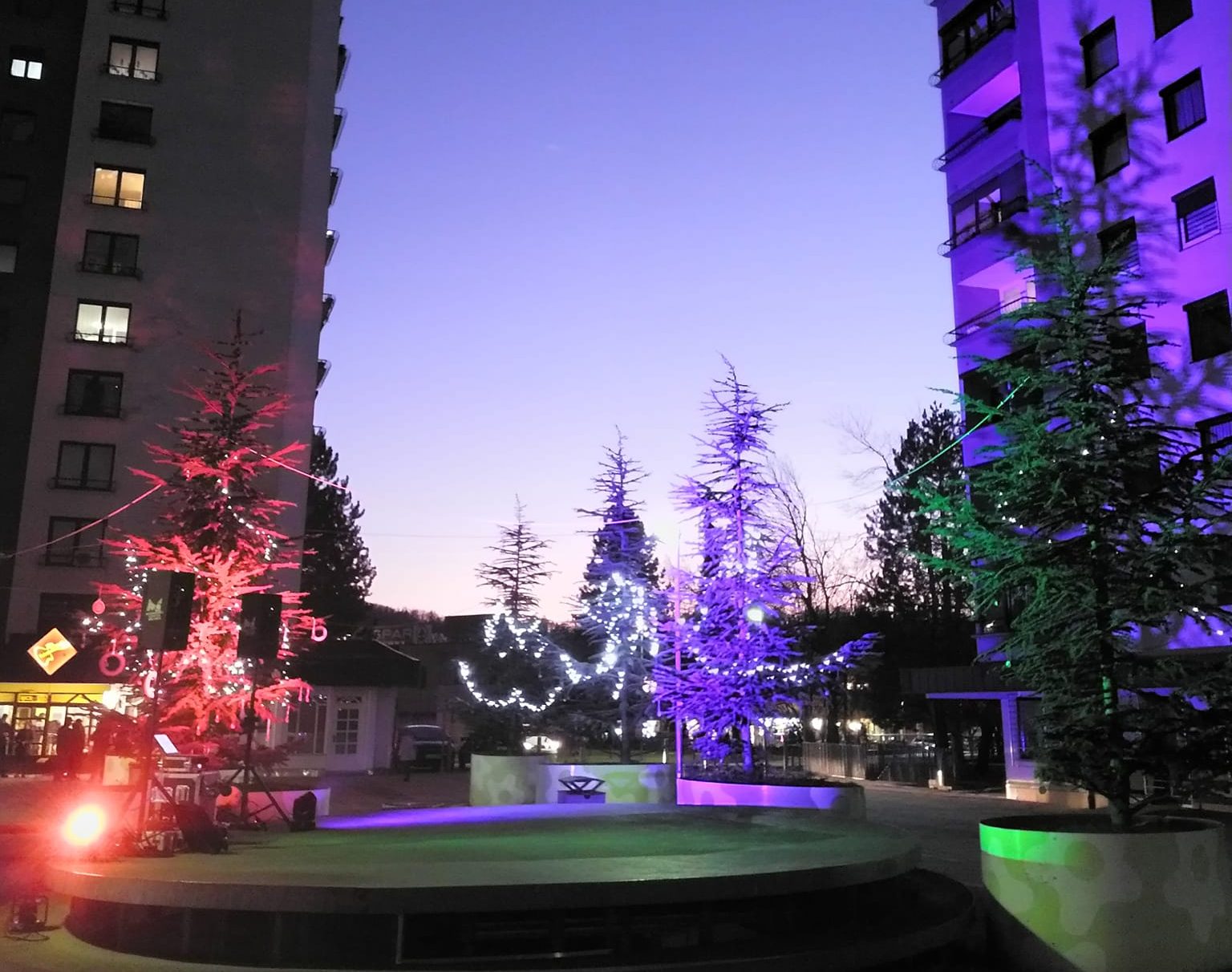 Praznična okrasitev ceder