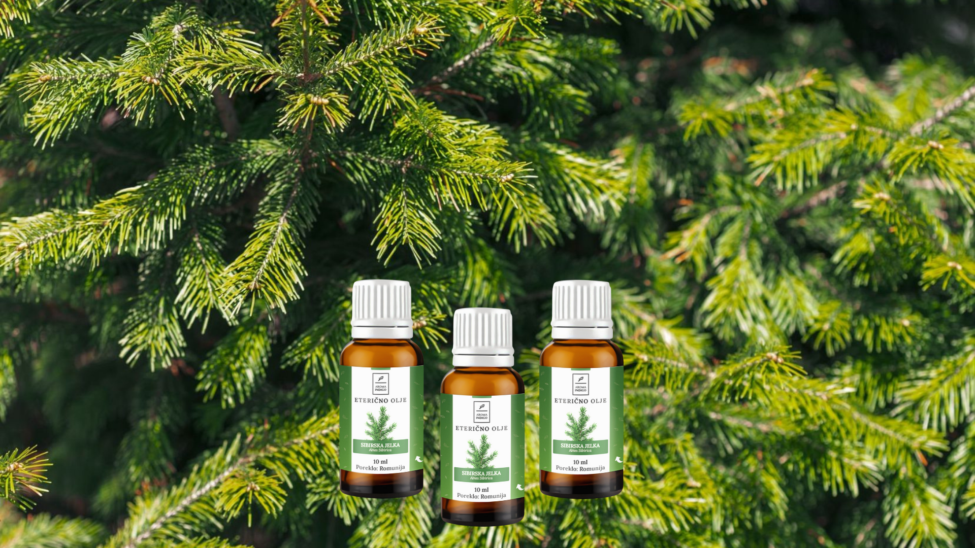 Predavanje Marine Kortnik: Iglavci – zimska podpora narave