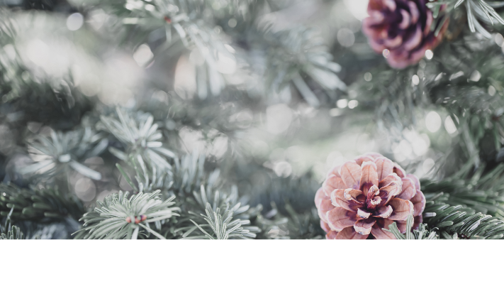 Predavanje Marine Kortnik: Iglavci – zimska podpora narave