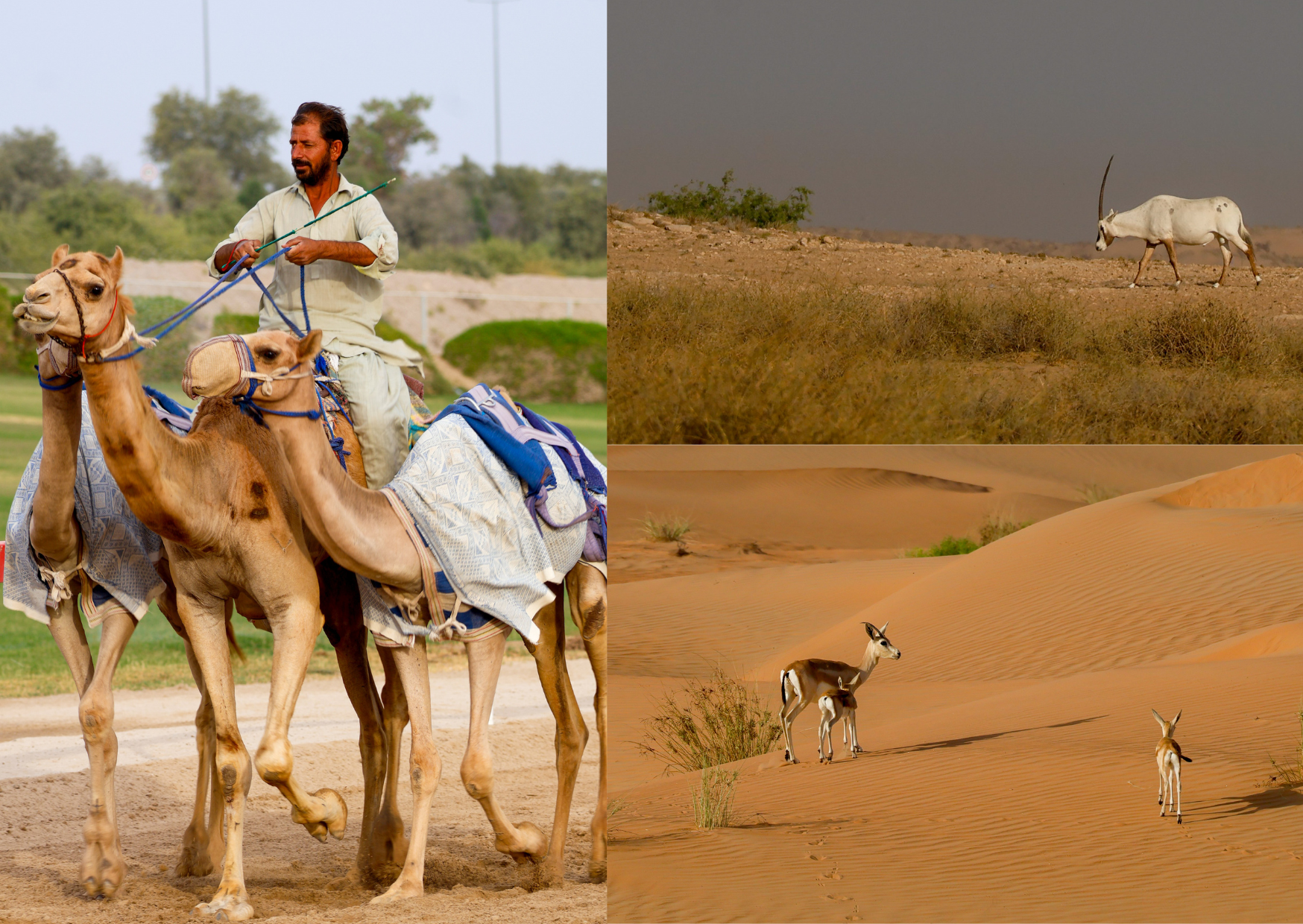 Združeni arabski emirati