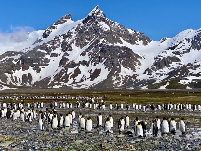 Falklandski otoki in Južna Georgia – na poti na Antarktiko