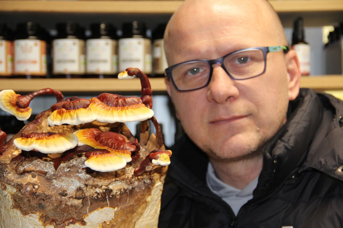 Zdravilne gobe in glive